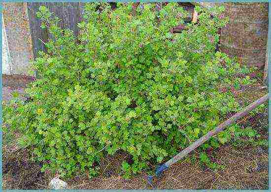 how to grow gooseberries in the open field