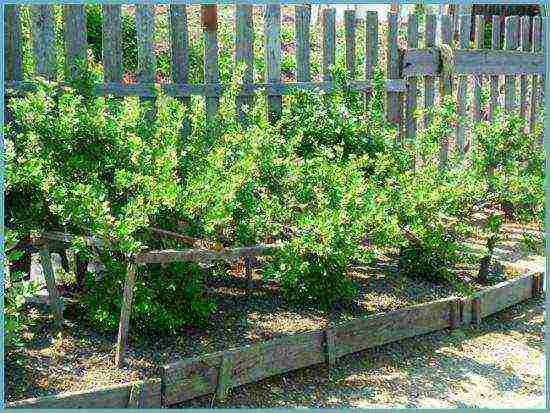 how to grow gooseberries in the open field