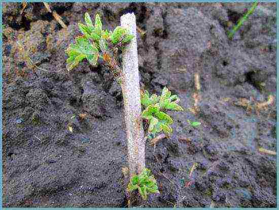 how to grow gooseberries in the open field