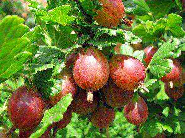 how to grow gooseberries in the open field