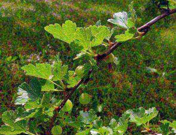 how to grow gooseberries in the open field