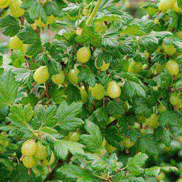 how to grow gooseberries in the open field