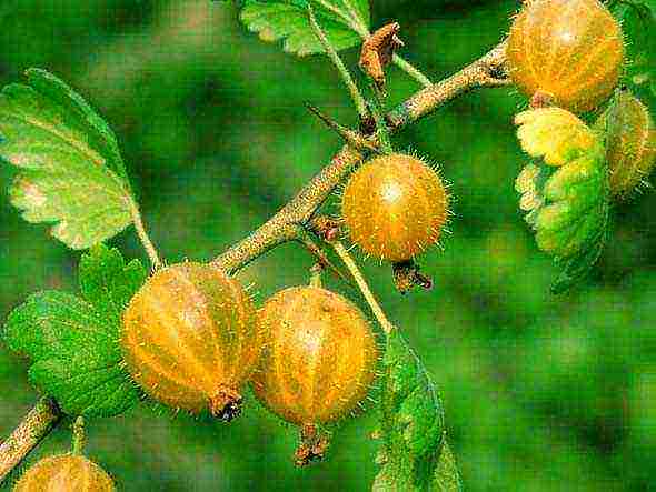 how to grow gooseberries in the open field