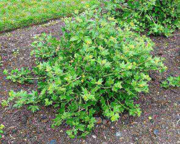 how to grow gooseberries in the open field