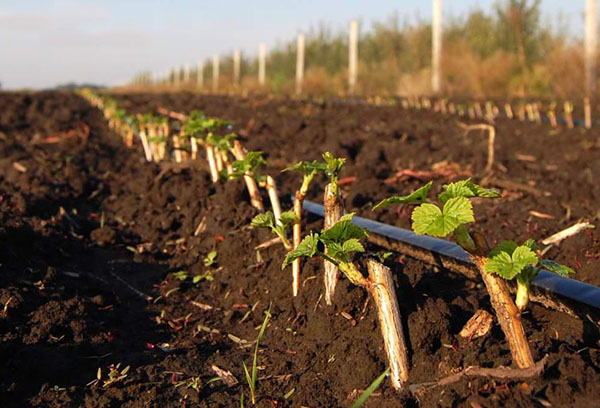 how to grow gooseberries in the open field