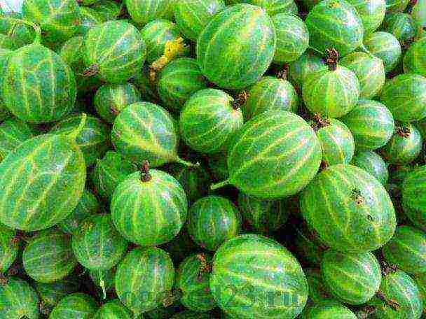 how to grow gooseberries in the open field