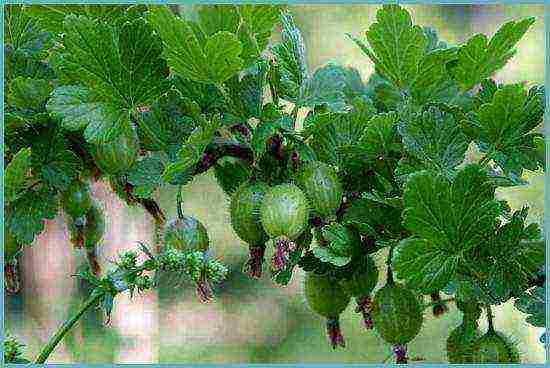 how to grow gooseberries in the open field