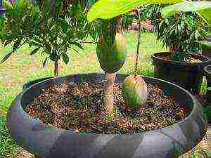 kako pravilno uzgajati mango kod kuće
