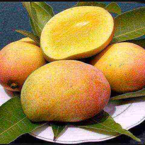 how to properly grow mango at home