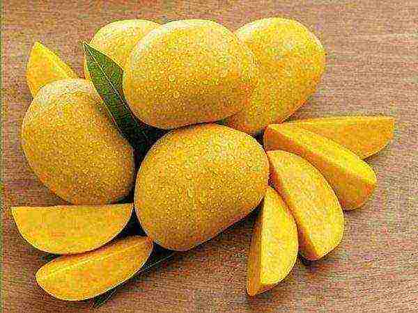 kako pravilno uzgajati mango kod kuće