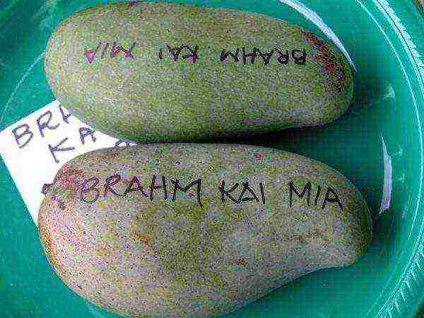 kung paano maayos na mapalago ang mangga sa bahay