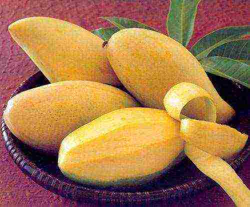 how to properly grow mango at home