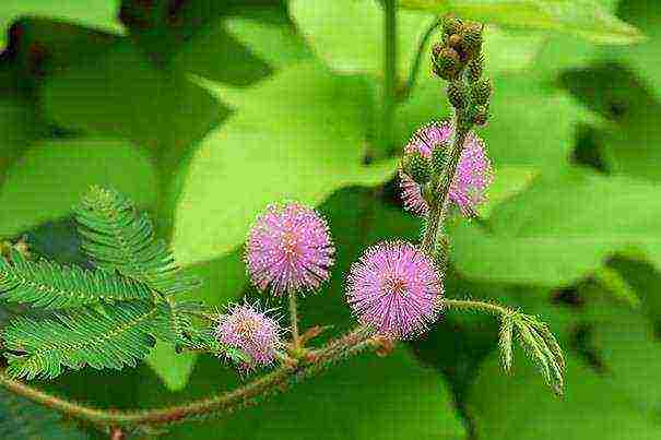 how to properly grow mimosa at home