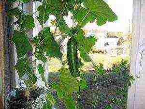 kung paano maayos na mapalago ang mga pipino sa windowsill sa taglamig