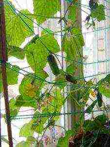 how to properly grow cucumbers on the windowsill in winter