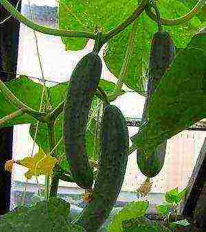 kung paano maayos na mapalago ang mga pipino sa windowsill sa taglamig