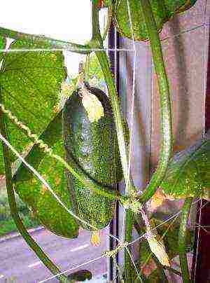 kung paano maayos na mapalago ang mga pipino sa windowsill sa taglamig