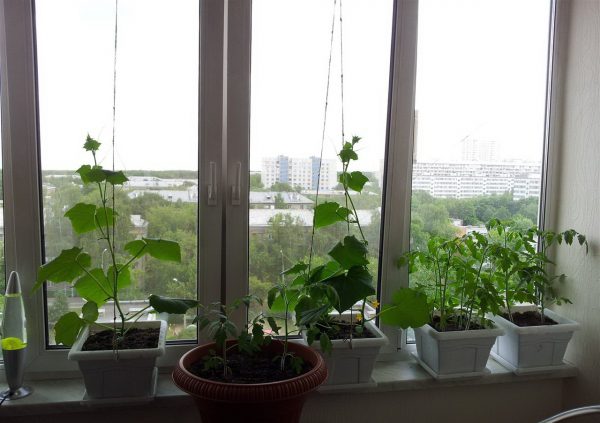 kung paano maayos na mapalago ang mga pipino sa windowsill sa taglamig