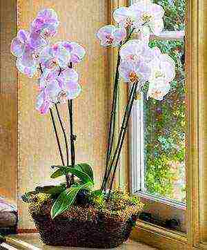 how to properly grow orchids at home