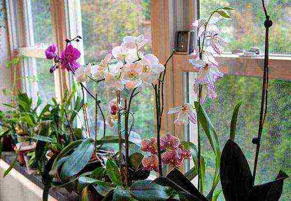 how to properly grow orchids at home