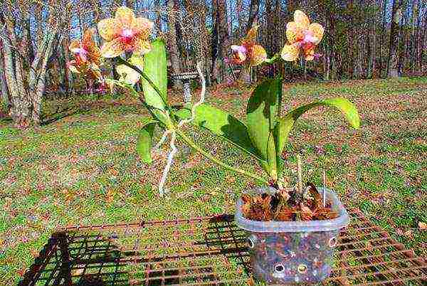 kung paano maayos na mapalago ang mga orchid sa bahay