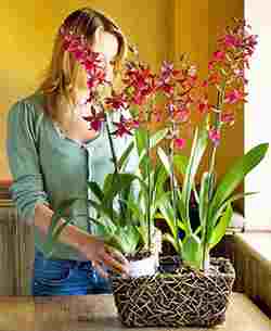 how to properly grow an orchid at home