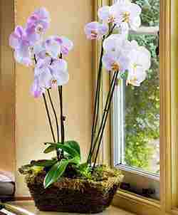 how to properly grow an orchid at home