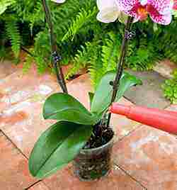 how to properly grow an orchid at home