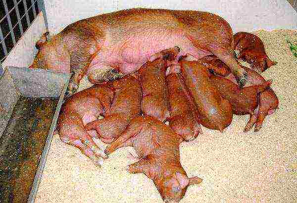 kung paano maayos na itaas ang mga piglet sa bahay