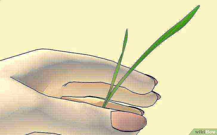 kako pravilno uzgajati pšenicu kod kuće