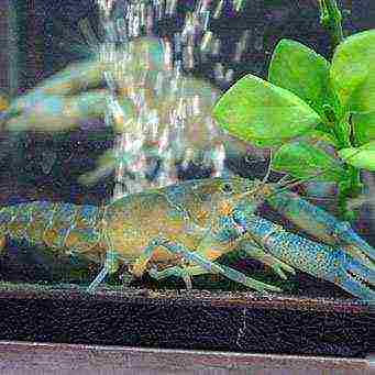 how to properly grow crayfish at home