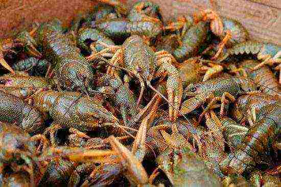 kung paano maayos na mapalago ang crayfish sa bahay