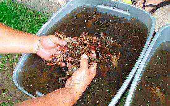 kung paano maayos na mapalago ang crayfish sa bahay