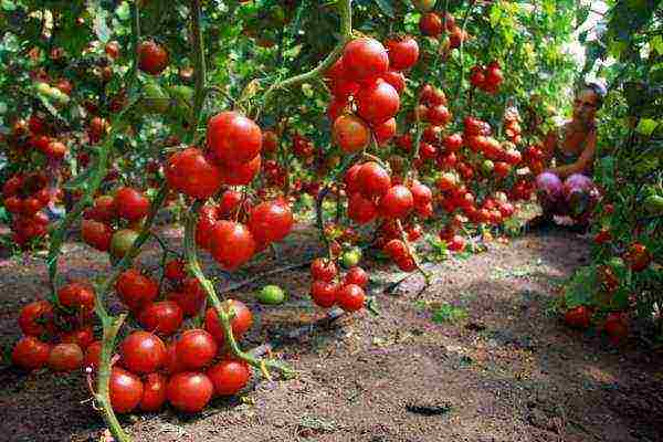 kung paano maayos na mapalago ang mga punla ng kamatis sa isang greenhouse