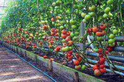 how to properly grow tomato seedlings in a greenhouse