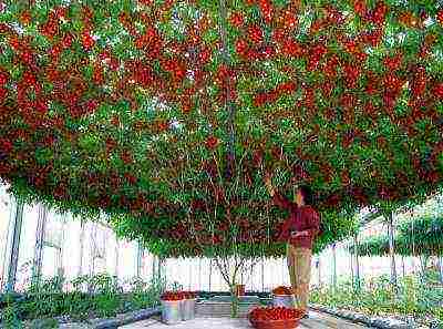 how to properly grow tomato seedlings in a greenhouse