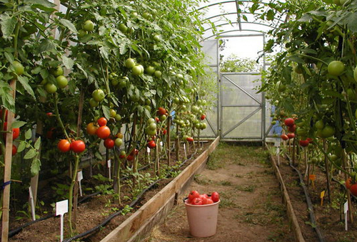 kung paano maayos na mapalago ang mga punla ng kamatis sa isang greenhouse