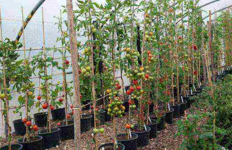 how to properly grow tomato seedlings in a greenhouse