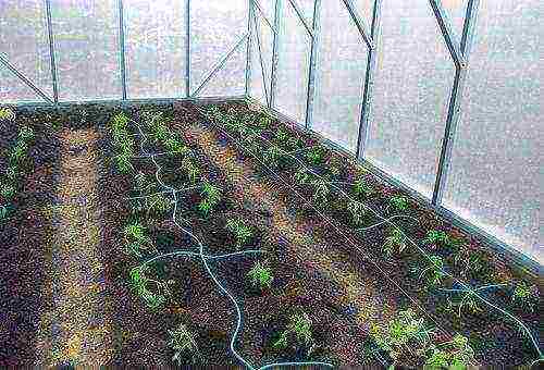 how to properly grow tomato seedlings in a greenhouse