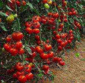 how to properly grow tomato seedlings in a greenhouse