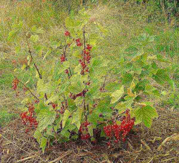 how to properly grow and care for currants