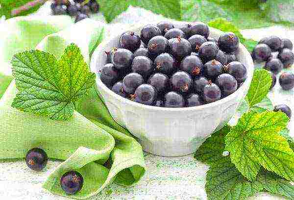 how to properly grow and care for currants