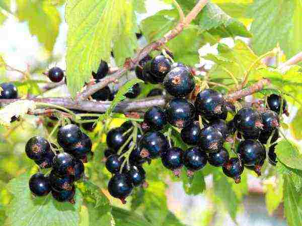 how to properly grow and care for currants