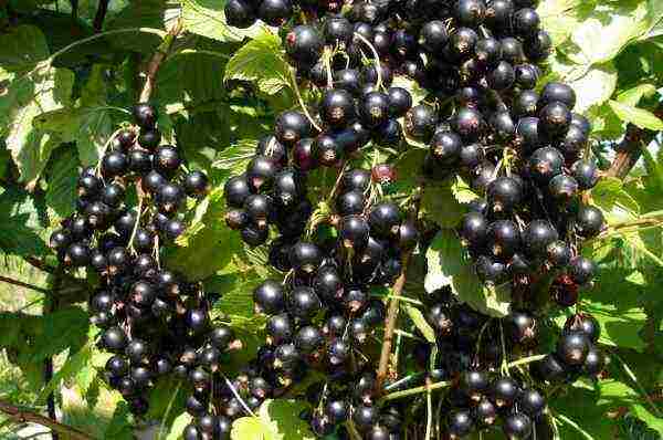 how to properly grow and care for currants