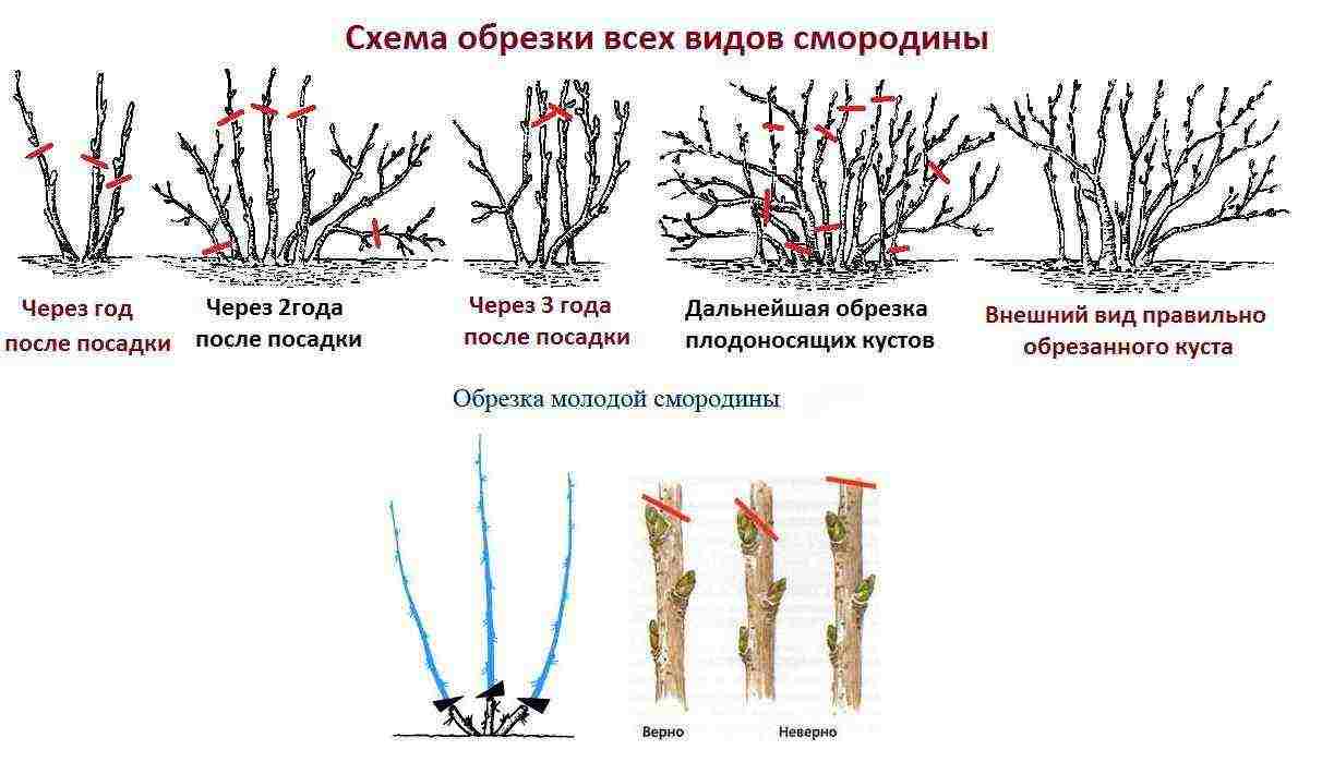 كيف تنمو بشكل صحيح وتعتني بالمنح