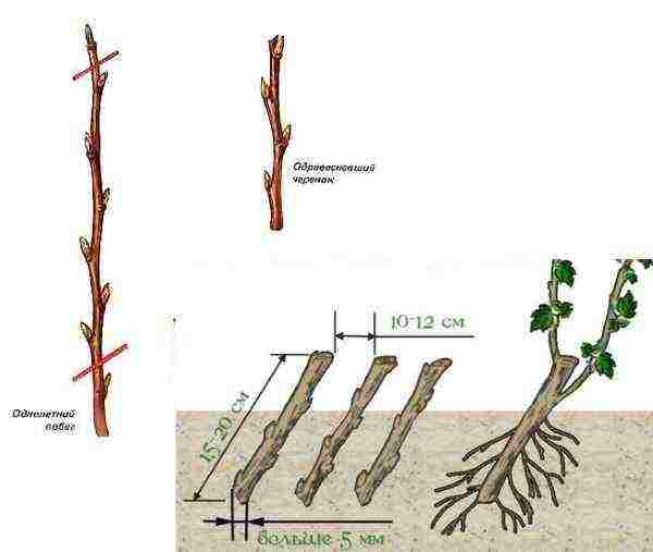 how to properly grow and care for currants