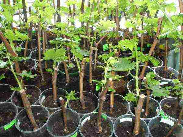 how to properly grow and care for currants