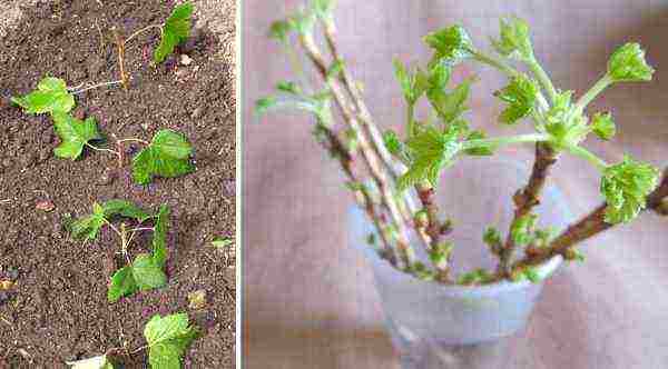 how to properly grow and care for currants