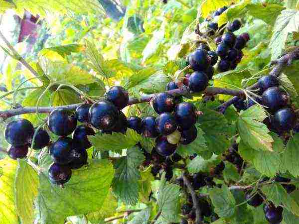 how to properly grow and care for currants