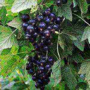how to properly grow and care for currants